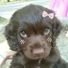 luckiipup