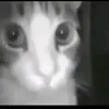 ninfanepomuceno141