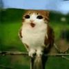 singingmeowl