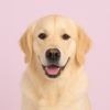 winniehoustongoldengirl