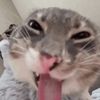 ratisadumbass