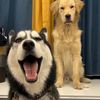 Happy animals 66