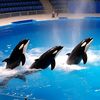 Orcas Fun