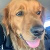 sportypetfoodguy