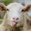 sheepy_seamus