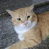 meohomhinh