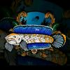 fsal.limbata.fish