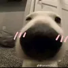 hai.ch.em.roblox