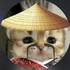 imyourshark.shk