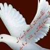rafiqjatoi02