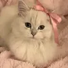 dgdgl