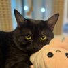 userblackcat88