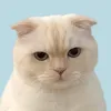 Sasa