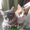 kontso.and.simba