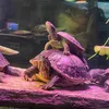t4tcreaturecomms