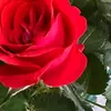 abdulkhaer686