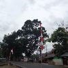 alda_196