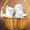 syif_azzh
