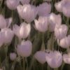amira.mohammed0245