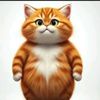 orange.cat3557