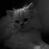 lisa02_.2