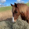 pickles.pony