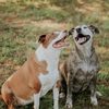 pitter_patter_pawsee
