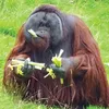 orange_monkey321