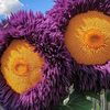 sunflowersforever2025