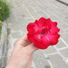 ruhun.melodisii