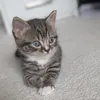 Coco Fluffinton 🐈‍⬛
