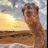 ali.maham2