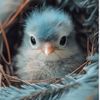 littlebird0222