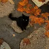secret_account10720