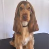 Bobby.cocker.spaniel 🐾