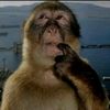 chunkemonkey