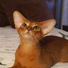 abissinian.cats.od