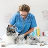Pet care