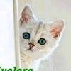 user25499104312297