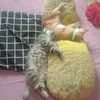 bubu_oyen123