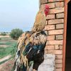 nasar.ullah.khan66