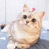 pupleharly123