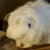 guineapig_chaos