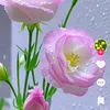 vit.nam9181