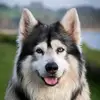 lillshedder