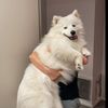 dailydogupdates1
