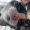 chloethecatcutie0