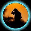 abdullah.al.mahim36