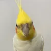 pjgigyql7cf