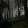 bachaden2